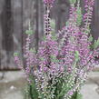 Vřes obecný 'Silvana' (Garden girls®) - Calluna vulgaris 'Silvana' (Garden girls®)