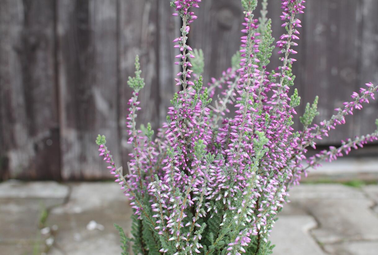 Vřes obecný 'Silvana' (Garden girls®) - Calluna vulgaris 'Silvana' (Garden girls®)