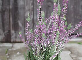 Vřes obecný 'Silvana' (Garden girls®) - Calluna vulgaris 'Silvana' (Garden girls®)