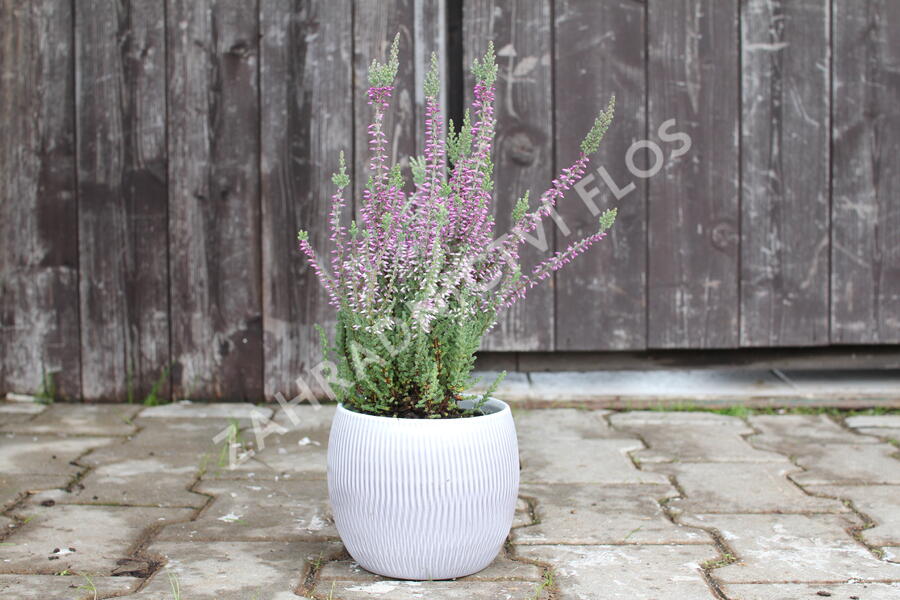 Vřes obecný 'Silvana' (Garden girls®) - Calluna vulgaris 'Silvana' (Garden girls®)