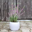Vřes obecný 'Silvana' (Garden girls®) - Calluna vulgaris 'Silvana' (Garden girls®)