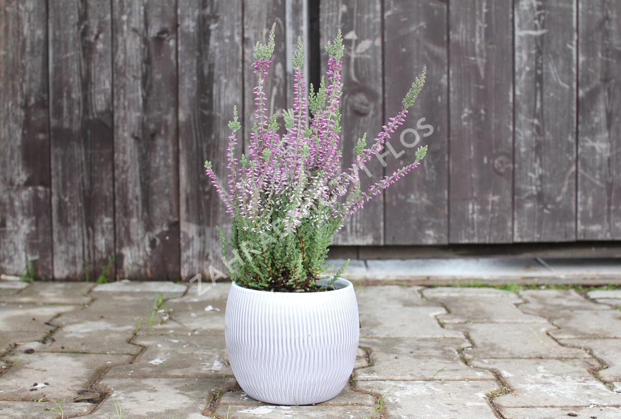 Vřes obecný 'Silvana' (Garden girls®) - Calluna vulgaris 'Silvana' (Garden girls®)