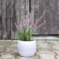 Vřes obecný 'Silvana' (Garden girls®) - Calluna vulgaris 'Silvana' (Garden girls®)