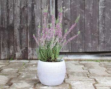 Vřes obecný 'Silvana' (Garden girls®)