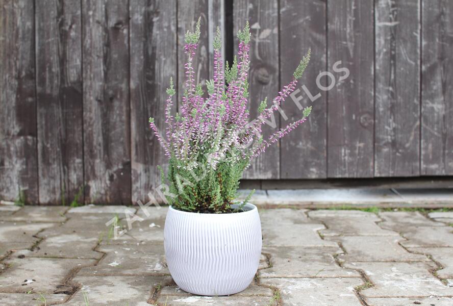 Vřes obecný 'Silvana' (Garden girls®) - Calluna vulgaris 'Silvana' (Garden girls®)