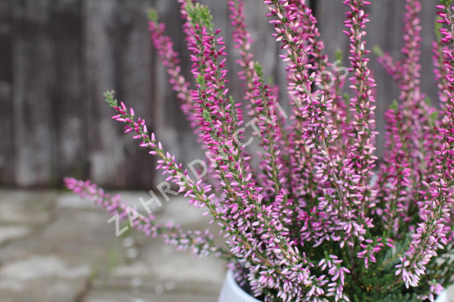 Vřes obecný 'Liletta' (Garden girls®) - Calluna vulgaris 'Liletta' (Garden girls®)