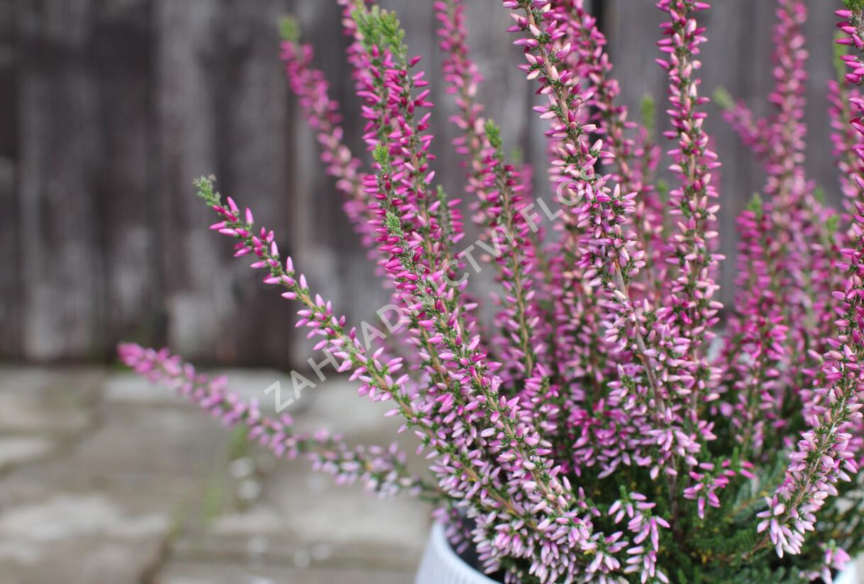Vřes obecný 'Liletta' (Garden girls®) - Calluna vulgaris 'Liletta' (Garden girls®)