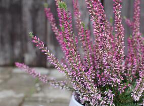 Vřes obecný 'Liletta' (Garden girls®) - Calluna vulgaris 'Liletta' (Garden girls®)
