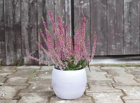 Vřes obecný 'Liletta' (Garden girls®) - Calluna vulgaris 'Liletta' (Garden girls®)