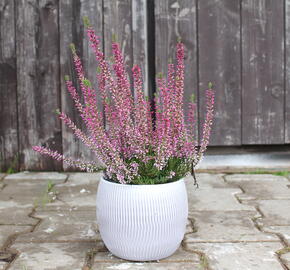 Vřes obecný 'Liletta' (Garden girls®) - Calluna vulgaris 'Liletta' (Garden girls®)