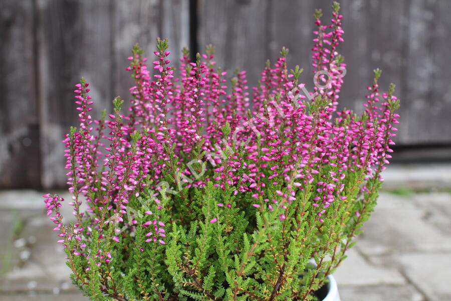 Vřes obecný 'Liliane' (Garden girls®) - Calluna vulgaris 'Liliane' (Garden girls®)