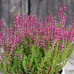 Vřes obecný 'Liliane' (Garden girls®) - Calluna vulgaris 'Liliane' (Garden girls®)