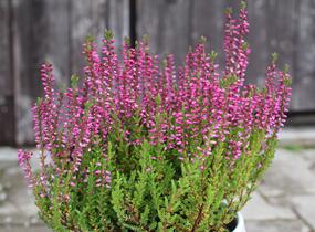 Vřes obecný 'Liliane' (Garden girls®) - Calluna vulgaris 'Liliane' (Garden girls®)
