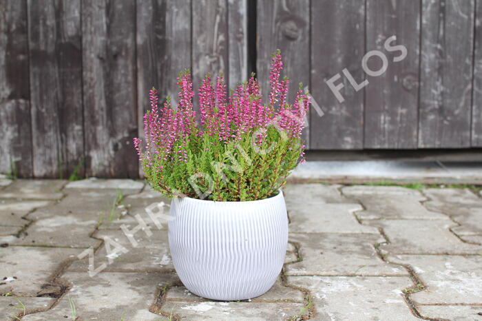 Vřes obecný 'Liliane' (Garden girls®) - Calluna vulgaris 'Liliane' (Garden girls®)