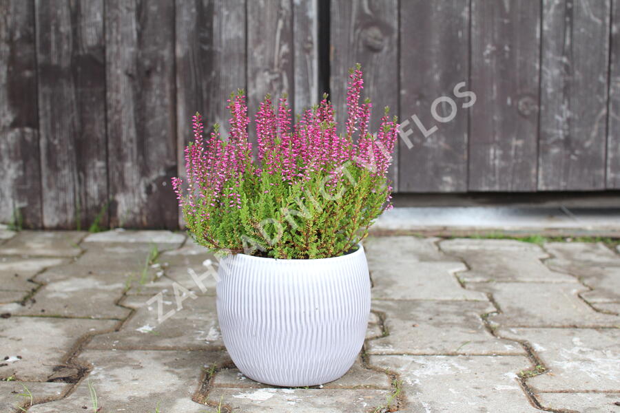Vřes obecný 'Liliane' (Garden girls®) - Calluna vulgaris 'Liliane' (Garden girls®)