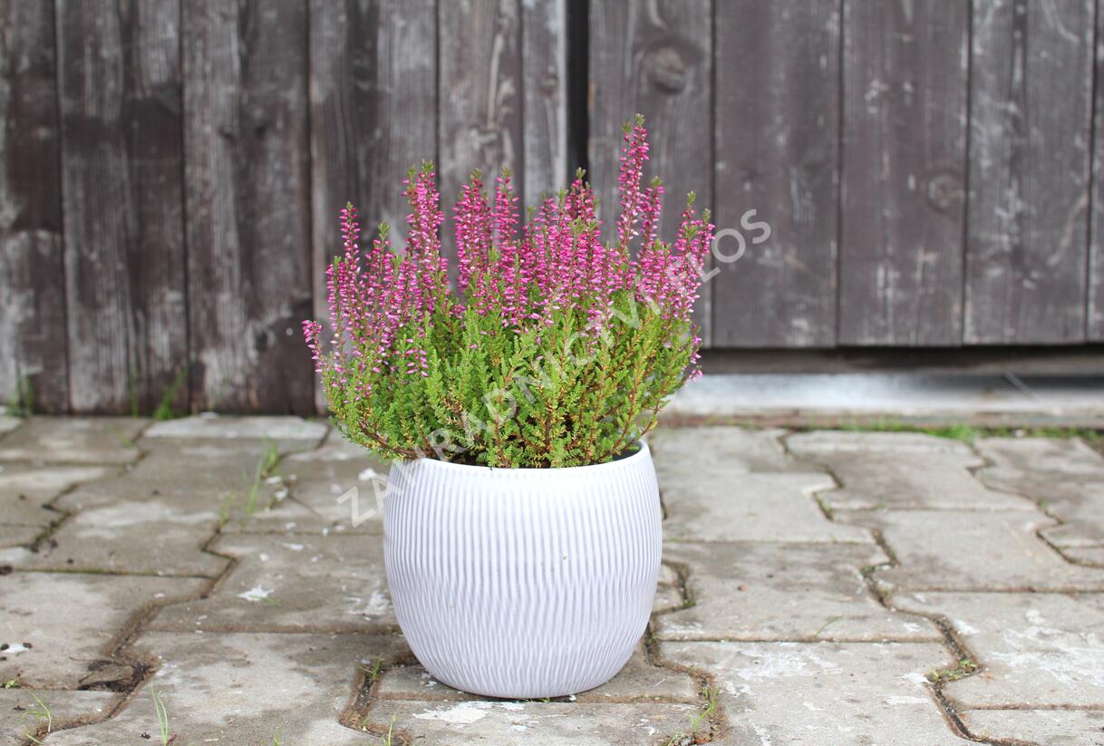 Vřes obecný 'Liliane' (Garden girls®) - Calluna vulgaris 'Liliane' (Garden girls®)