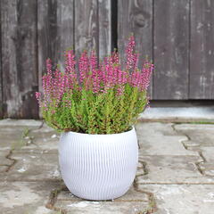 Vřes obecný 'Liliane' (Garden girls®) - Calluna vulgaris 'Liliane' (Garden girls®)