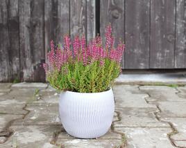Vřes obecný 'Liliane' (Garden girls®)