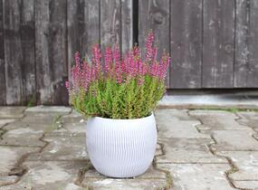 Vřes obecný 'Liliane' (Garden girls®) - Calluna vulgaris 'Liliane' (Garden girls®)