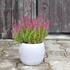 Calluna vulgaris 'Liliane' (Garden girls®).JPG