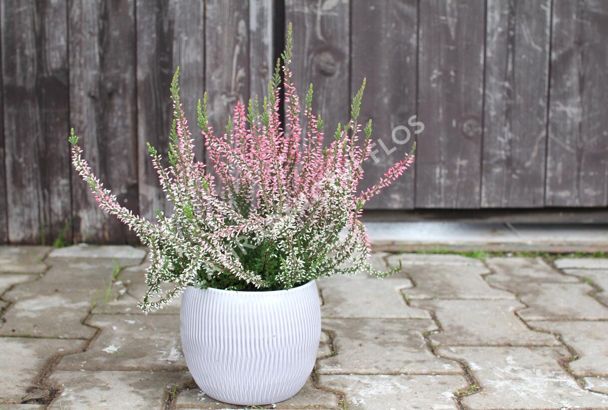 Vřes obecný 'Salome' (Garden girls®) - Calluna vulgaris 'Salome' (Garden girls®)
