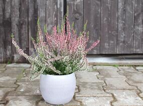 Vřes obecný 'Salome' (Garden girls®) - Calluna vulgaris 'Salome' (Garden girls®)