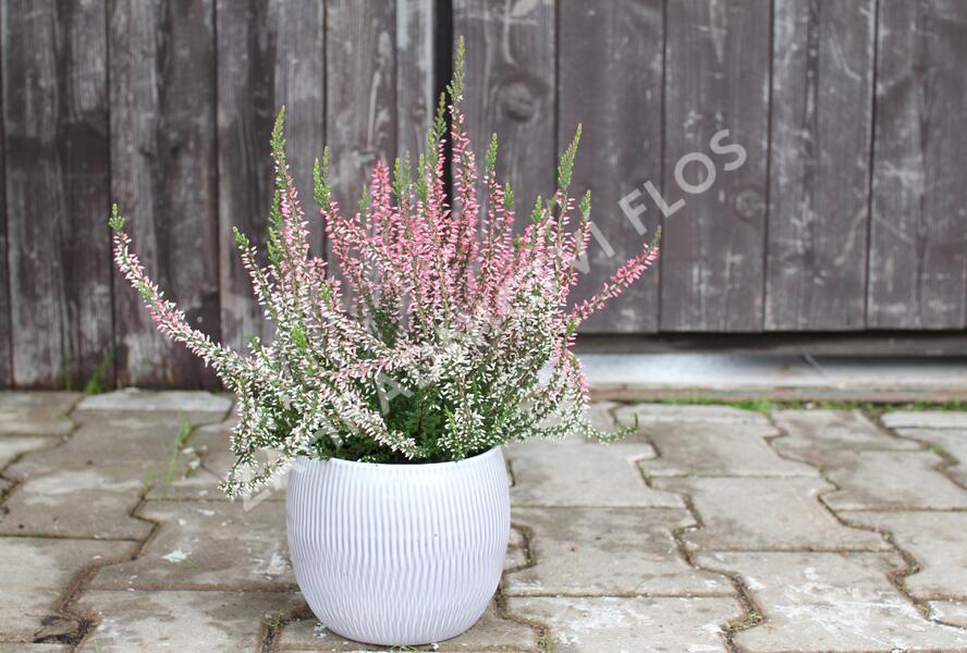 Vřes obecný 'Salome' (Garden girls®) - Calluna vulgaris 'Salome' (Garden girls®)