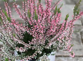 Vřes obecný 'Salome' (Garden girls®) - Calluna vulgaris 'Salome' (Garden girls®)