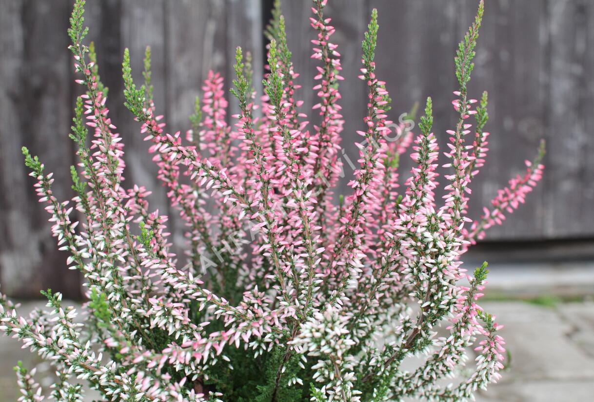 Vřes obecný 'Salome' (Garden girls®) - Calluna vulgaris 'Salome' (Garden girls®)