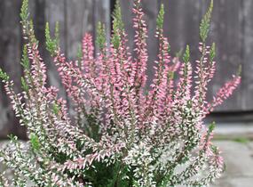 Vřes obecný 'Salome' (Garden girls®) - Calluna vulgaris 'Salome' (Garden girls®)