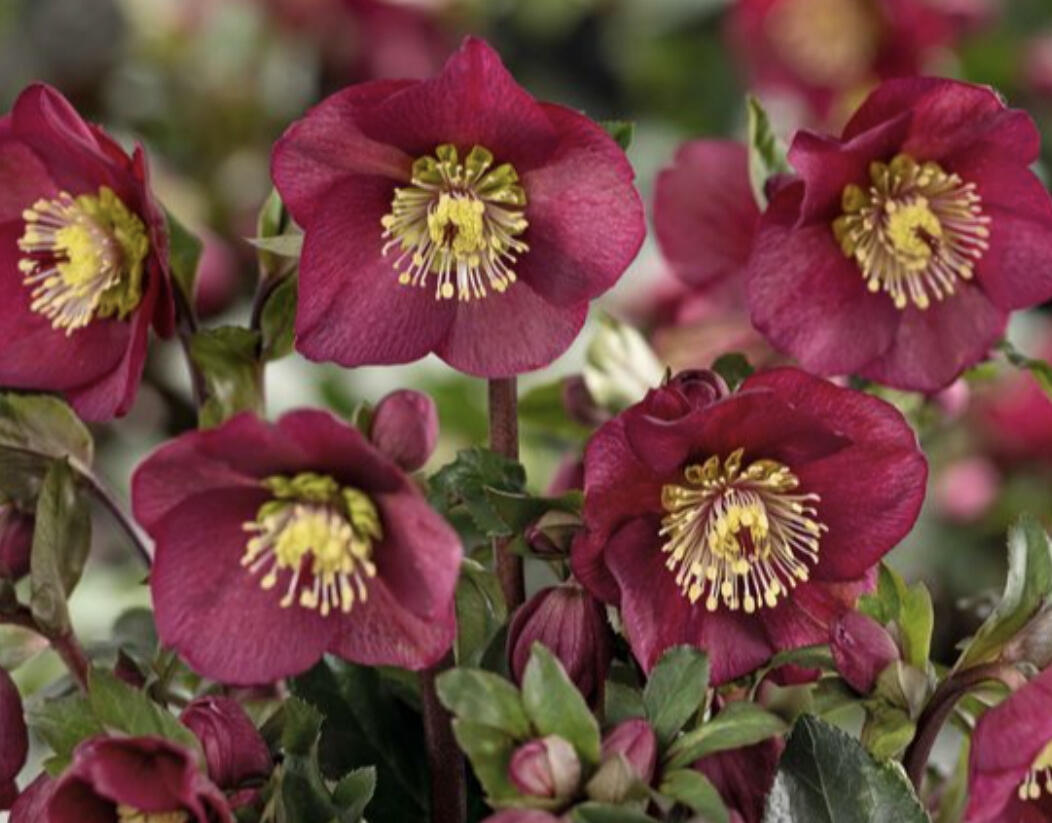 Čemeřice 'Ice N' Roses Bennota' - Helleborus hybridus 'Ice N' Roses Bennota'