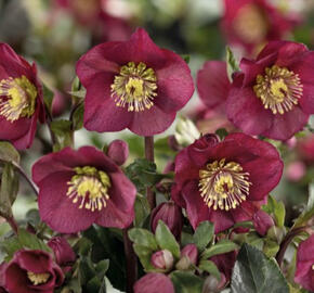 Čemeřice 'Ice N' Roses Bennota'