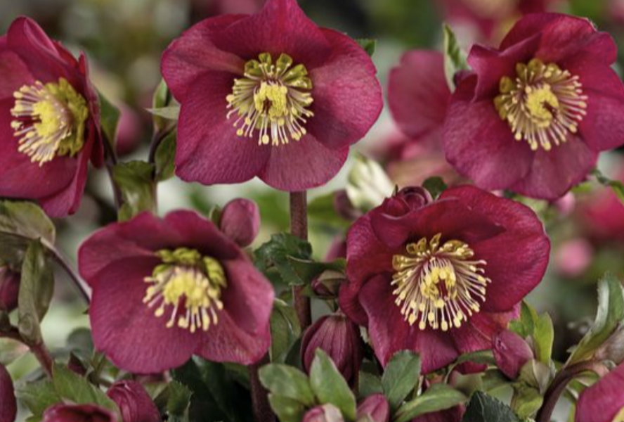 Čemeřice 'Ice N' Roses Bennota' - Helleborus hybridus 'Ice N' Roses Bennota'