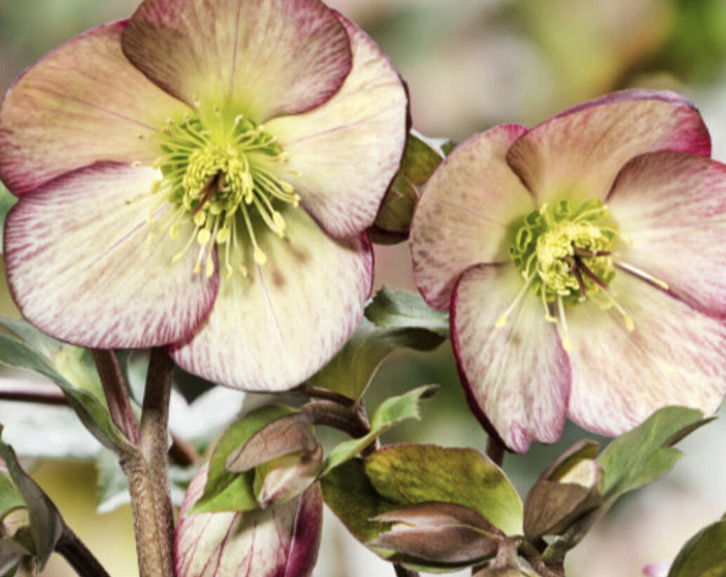 Čemeřice 'Ice N' Roses Dark Picotee' - Helleborus hybridus 'Ice N' Roses Dark Picotee'