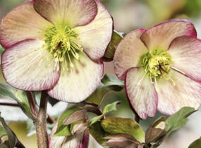 Čemeřice 'Ice N' Roses Dark Picotee' - Helleborus hybridus 'Ice N' Roses Dark Picotee'