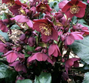 Čemeřice 'Ice N' Roses Red' - Helleborus hybridus 'Ice N' Roses Red'