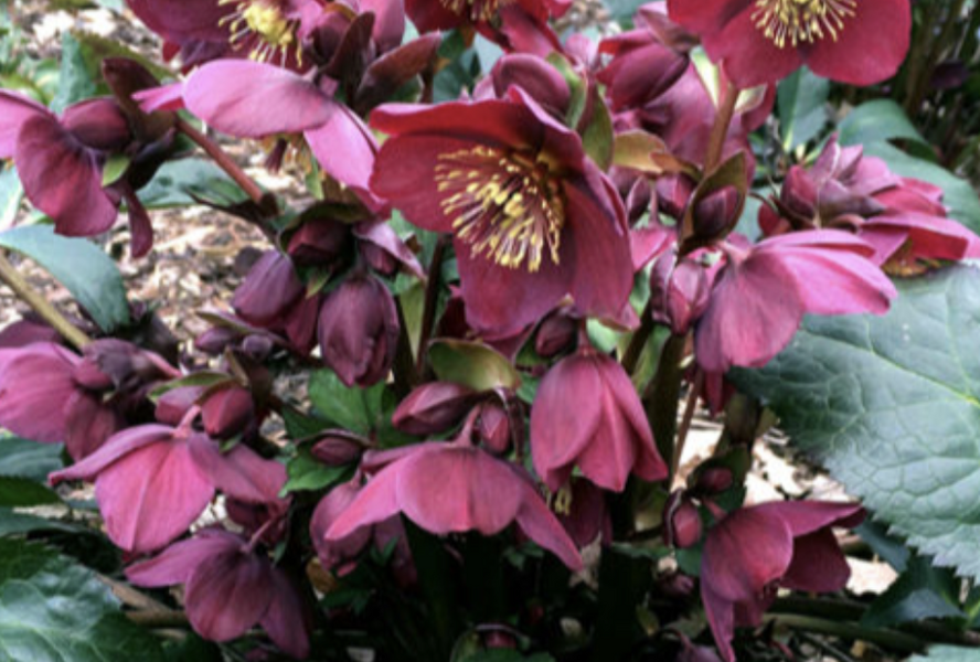 Čemeřice 'Ice N' Roses Red' - Helleborus hybridus 'Ice N' Roses Red'