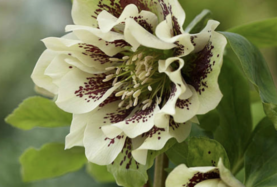 Čemeřice východní 'Double Ellen Yellow Spotted' - Helleborus orientalis 'Double Ellen Yellow Spotted'