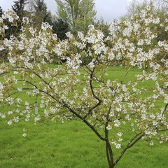 Muchovník velkokvětý 'Princess Diana' - Amelanchier grandiflora 'Princess Diana'
