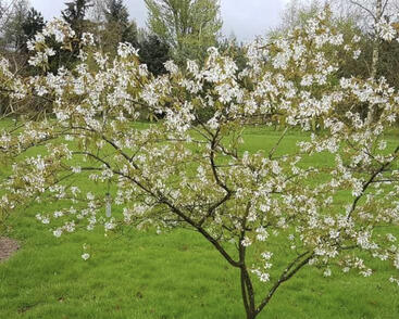 Muchovník velkokvětý 'Princess Diana'
