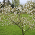 Amelanchier grandiflora 'Princess Diana'.png