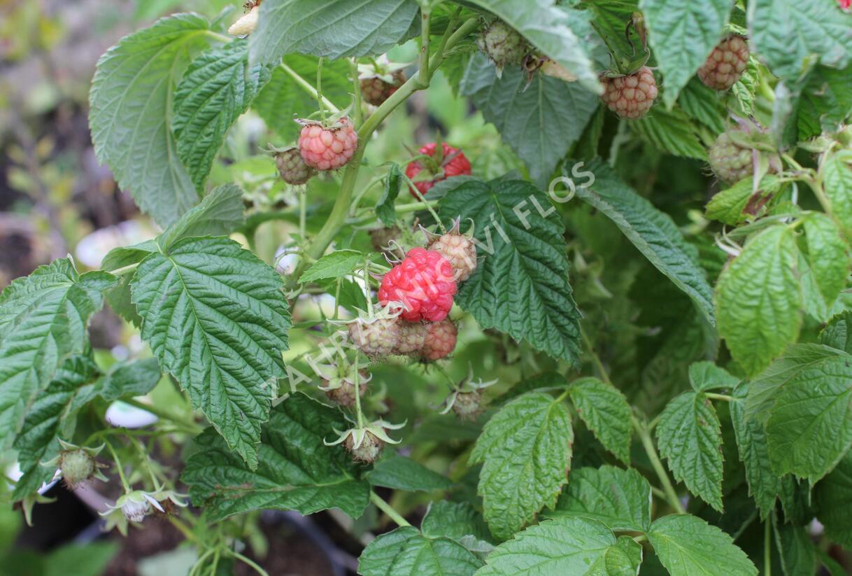 Maliník beztrnný stáleplodící 'Little Sweet Sister' - Rubus idaeus 'Little Sweet Sister'