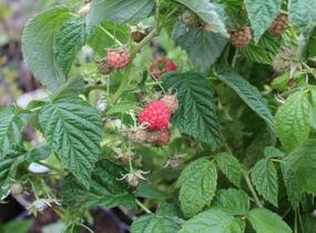 Maliník beztrnný stáleplodící 'Little Sweet Sister' - Rubus idaeus 'Little Sweet Sister'