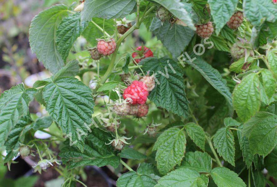 Maliník beztrnný stáleplodící 'Little Sweet Sister' - Rubus idaeus 'Little Sweet Sister'