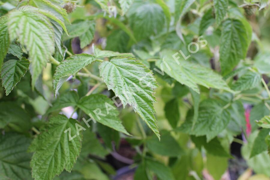 Maliník 'Little Sweet Sister' - Rubus idaeus 'Little Sweet Sister'