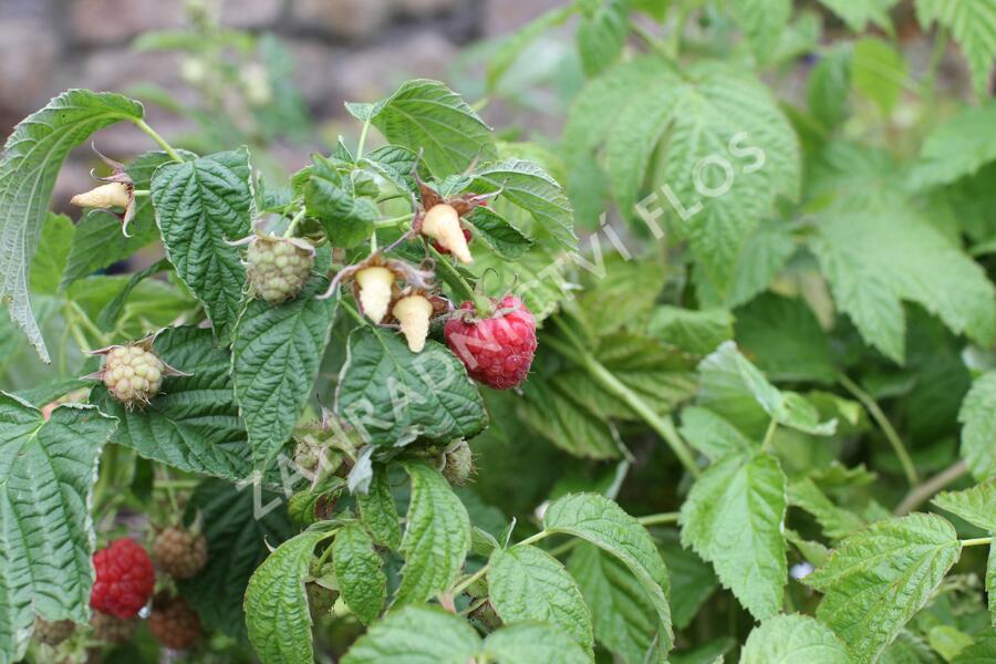 Maliník 'Little Sweet Sister' - Rubus idaeus 'Little Sweet Sister'