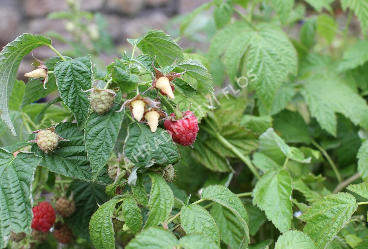 Maliník beztrnný stáleplodící 'Little Sweet Sister' - Rubus idaeus 'Little Sweet Sister'