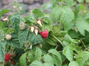 Maliník beztrnný stáleplodící 'Little Sweet Sister' - Rubus idaeus 'Little Sweet Sister'