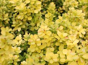 Dřišťál Thunbergův 'Golden Torch' - Berberis thunbergii 'Golden Torch'