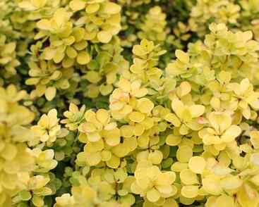 Dřišťál Thunbergův 'Golden Torch'